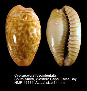Cypraeovula fuscodentata (2).jpg - Cypraeovula fuscodentata(J.E.Gray,1825)